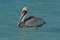 Американский бурый пеликан, Pelecanus occidentalis carolinensis, Brown Pelican