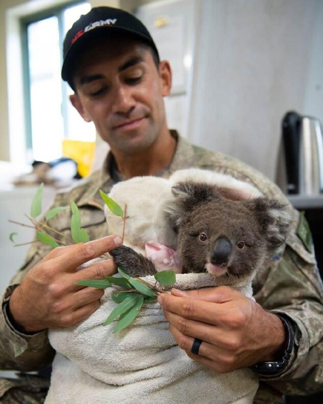 Солдаты спасают и лечат коал, пострадавших от лесных пожаров: невероятно милые фото
