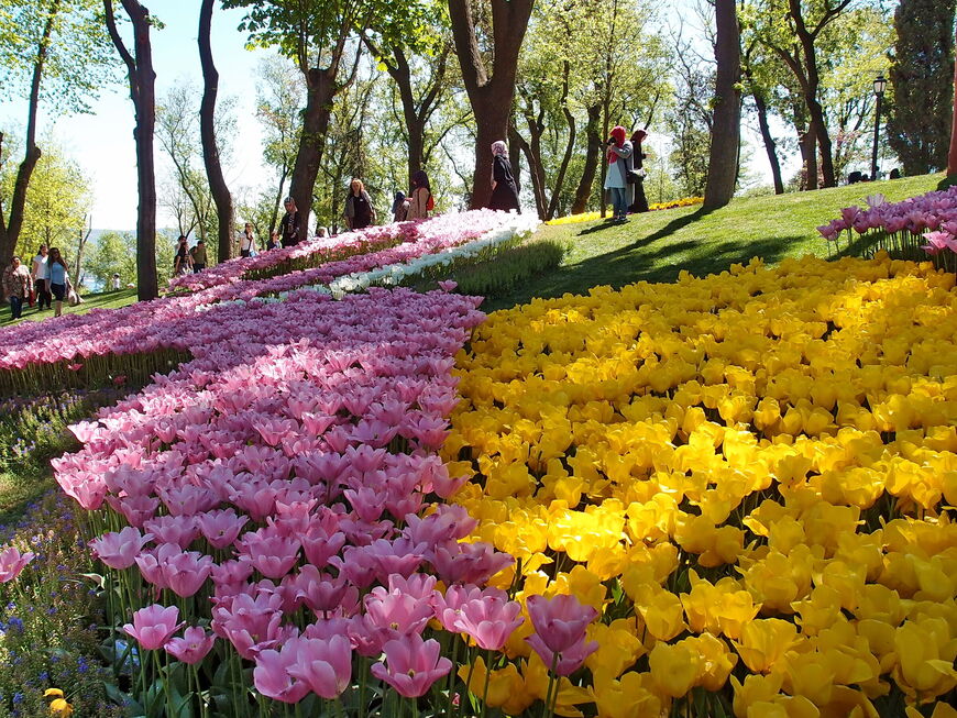 Цветочные поля в парке Эмирган