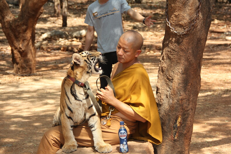 Страшная правда о торговле животными в Юго-Восточной Азии: почему закрыли Тигриный монастырь в Таиланде