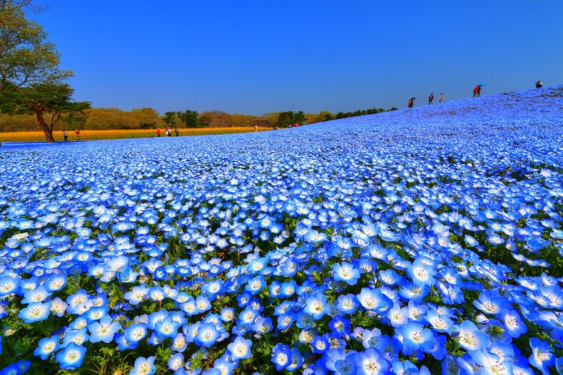 4,5 миллиона голубых цветов превратили сад в сказочное зрелище