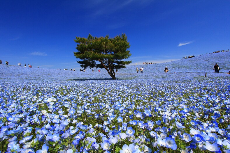 4,5 миллиона голубых цветов превратили сад в сказочное зрелище