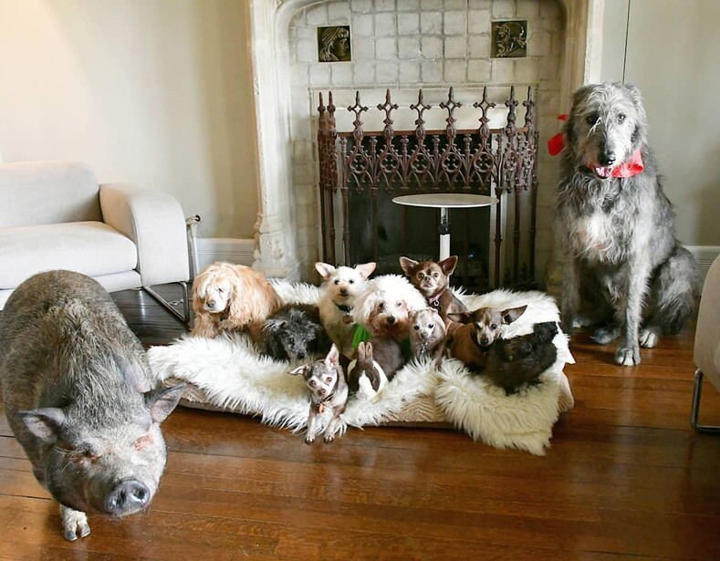 Самый милый приют для животных: как в одном доме уживаются 9 старых собак, 4 курицы, 2 утки, 2 кролика, индюшка и свинья