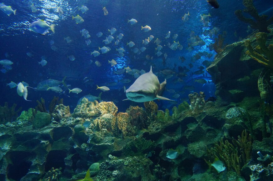 Разнообразие рыб и морских животных в океанариуме впечатляет 