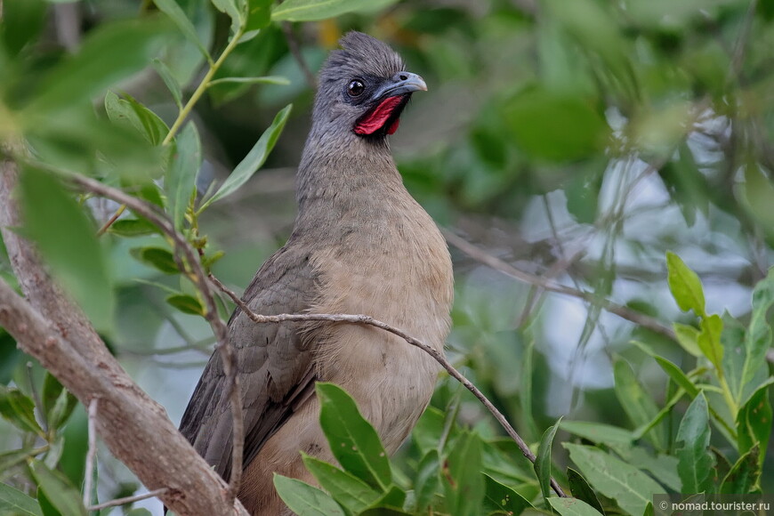 Бурокрылая чачалака, Ortalis vetula pallidiventris, Plain Chachalaca