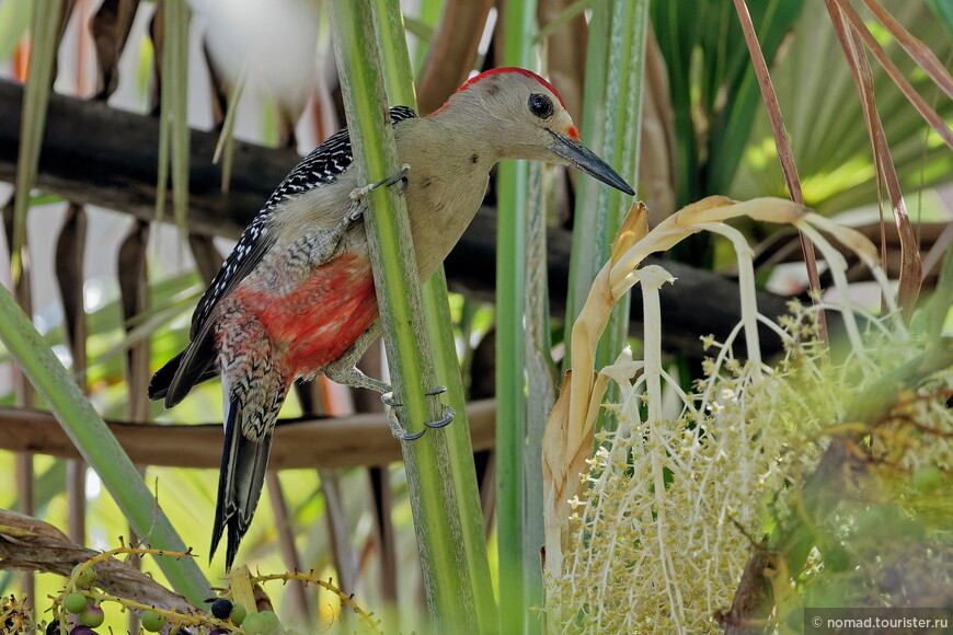 Сантакрузский меланерпес, Melanerpes santacruzi dubius, Velasquez's Woodpecker