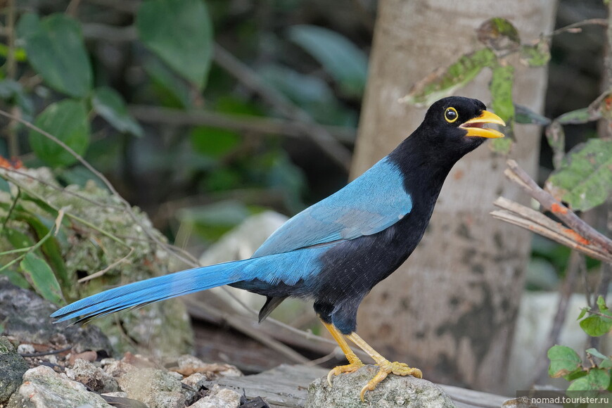 Юкатанская сойка, Cyanocorax yucatanicus yucatanicus, Yucatan Jay