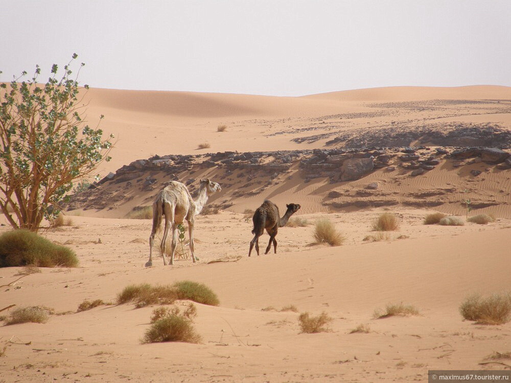 Оазис животные. Ливия Барханы. Животные пустыни. Пустыня и животные пустыни. Животные Сахары.