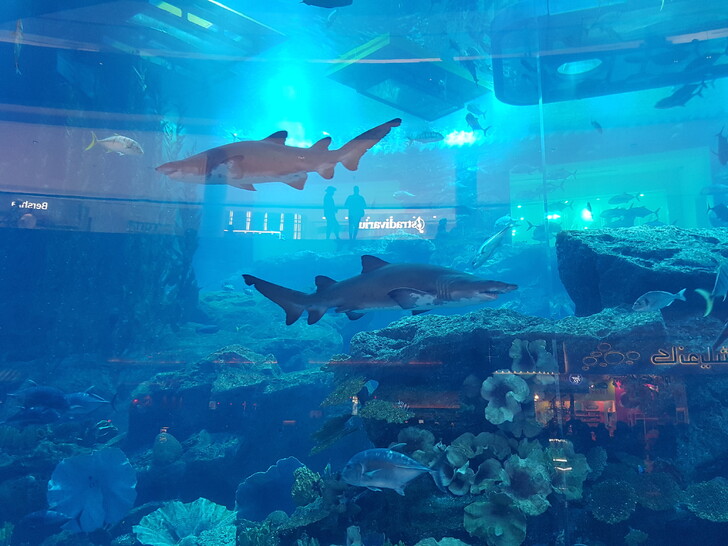 аквариум в Дубай Молл