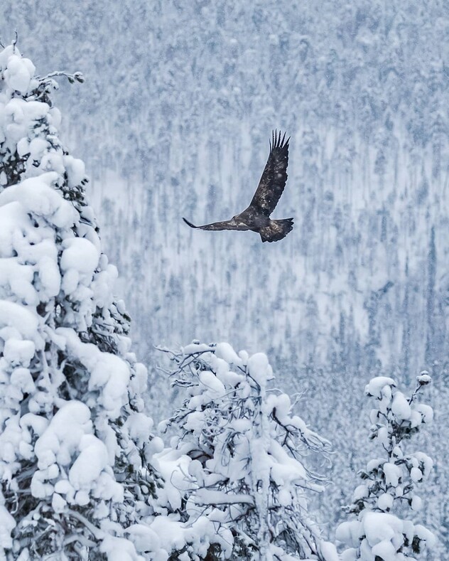 Магическая красота живой природы Финляндии: фото, от которых сложно оторваться