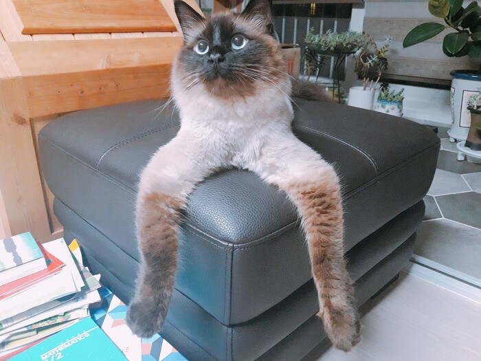 Смешной кот мем