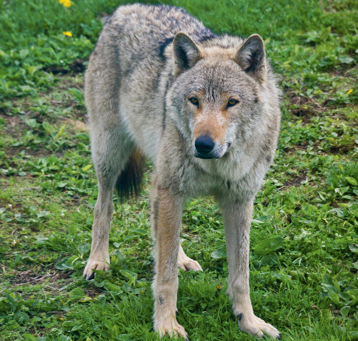 Волк в Ярославском зоопарке