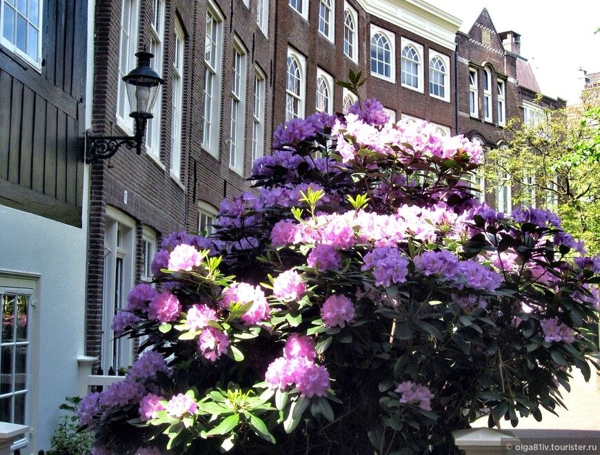Тюльпаны, мельницы и деревянные башмаки. Нидерланды