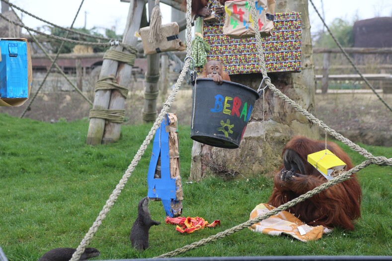 Необычная дружба: в бельгийском зоопарке семья орангутангов подружилась с маленькими выдрами