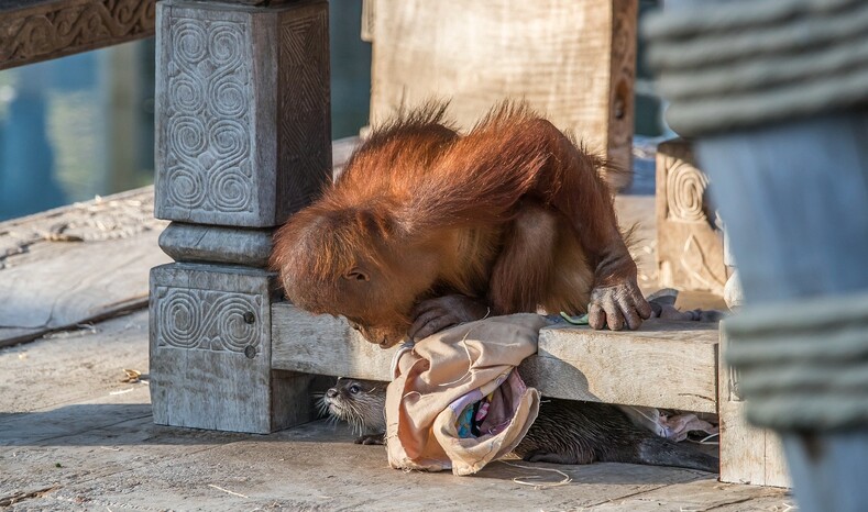 Необычная дружба: в бельгийском зоопарке семья орангутангов подружилась с маленькими выдрами