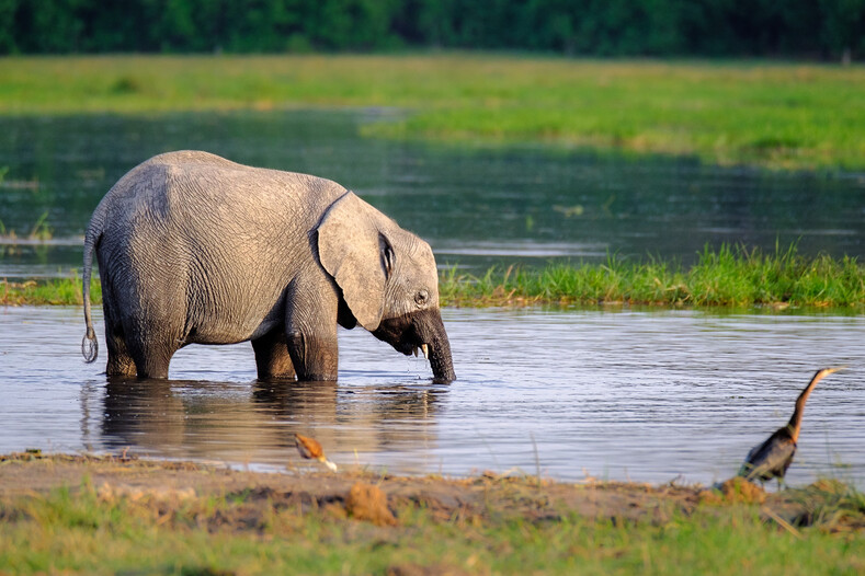 Профессия — фотограф дикой природы: невероятно красивые кадры африканских животных
