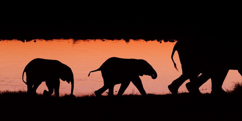 Профессия — фотограф дикой природы: невероятно красивые кадры африканских животных