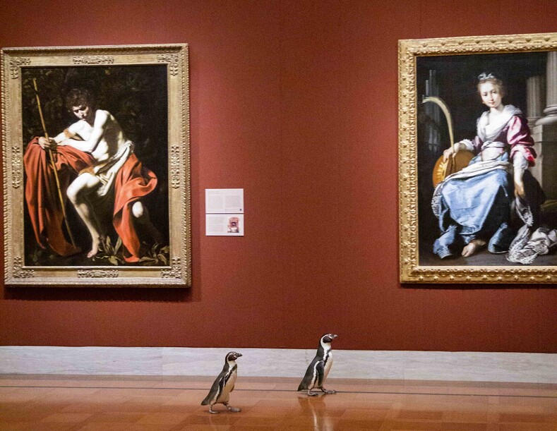 Пингвины тоже любят искусство: трое питомцев зоопарка гуляют по музею Нельсона-Аткинса