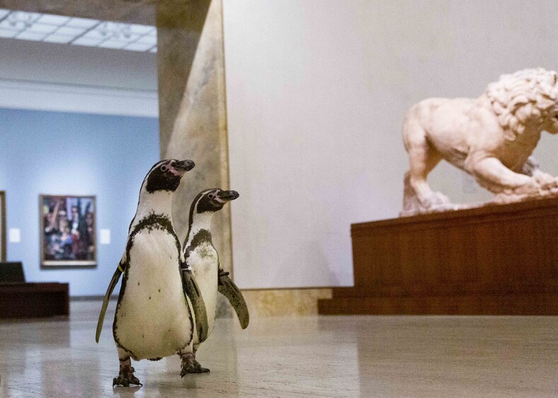 Пингвины тоже любят искусство: трое питомцев зоопарка гуляют по музею Нельсона-Аткинса