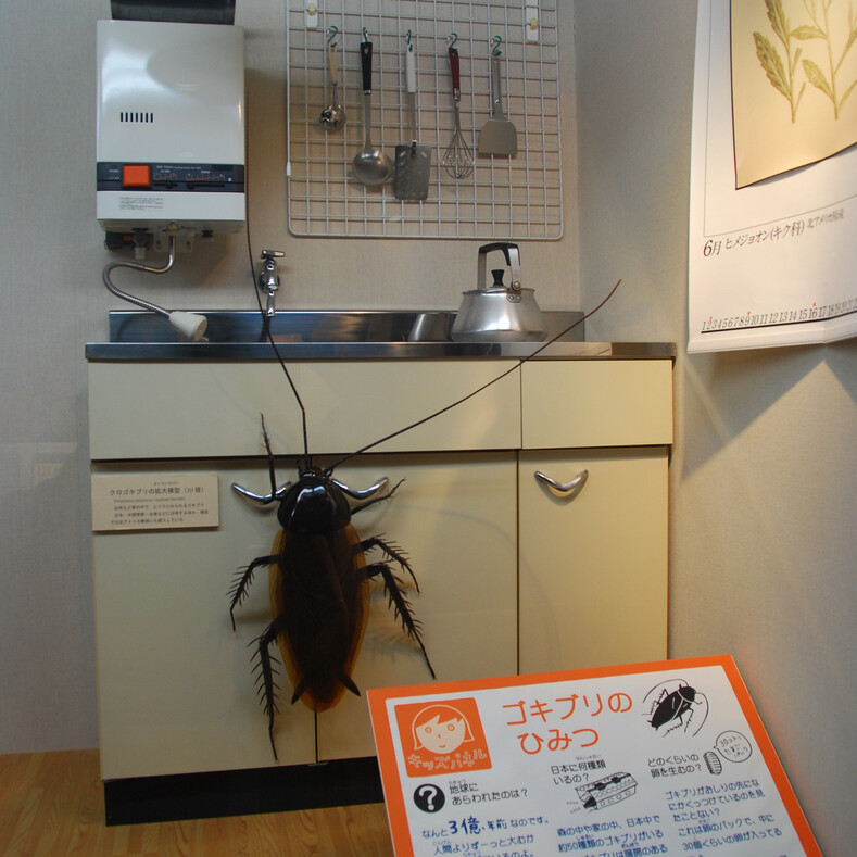 Фото тараканьей фермы: место, где каждый год разводят миллиарды насекомых (комната страха для инсектофобов)