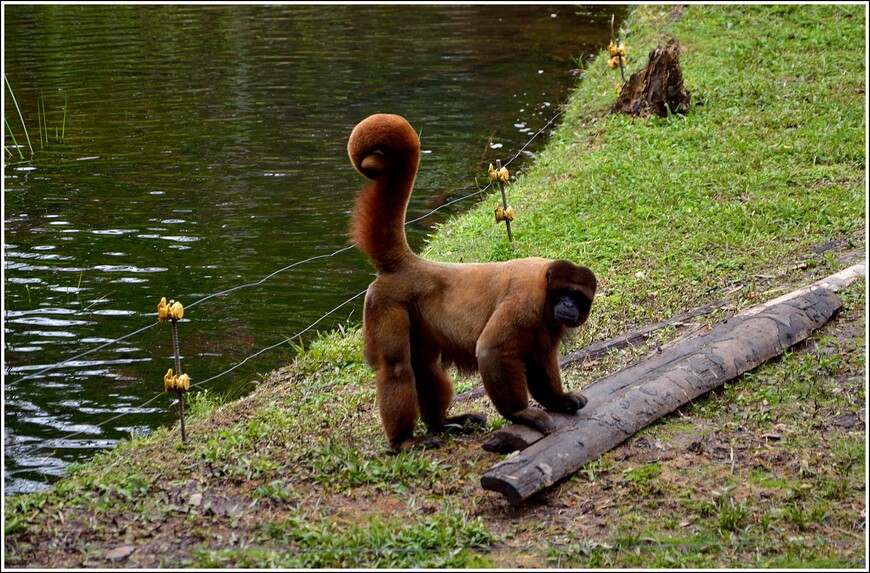 Эквадорский обезьянокот, кто он?