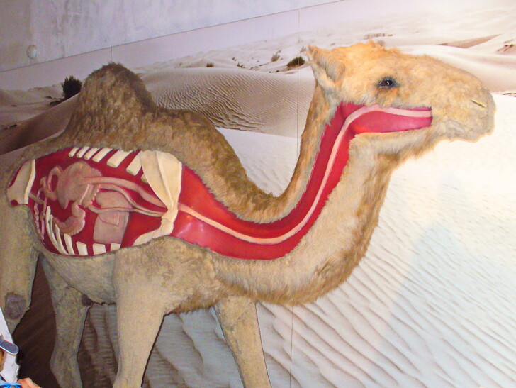 в музее верблюда