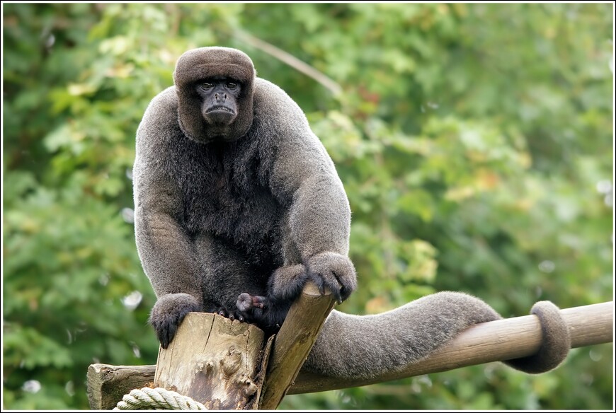 Эквадорский обезьянокот, кто он?