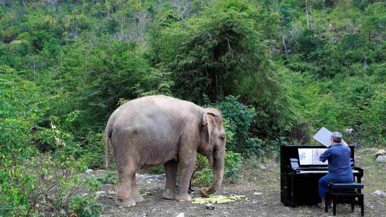 Пианист уже 20 лет играет классическую музыку для больных и слепых слонов, чтобы облегчить им боль (трогательные фото)