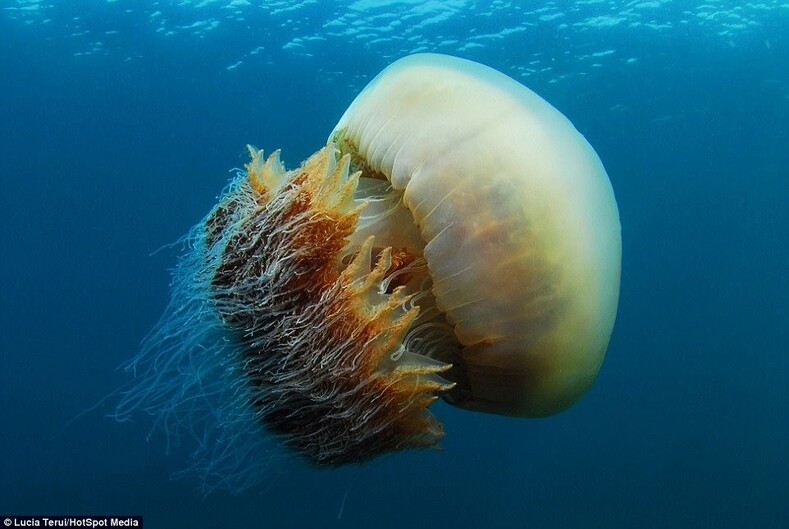 Нашествие гигантских медуз: они отравляют рыбу, жалят людей, переворачивают лодки и останавливают электростанции