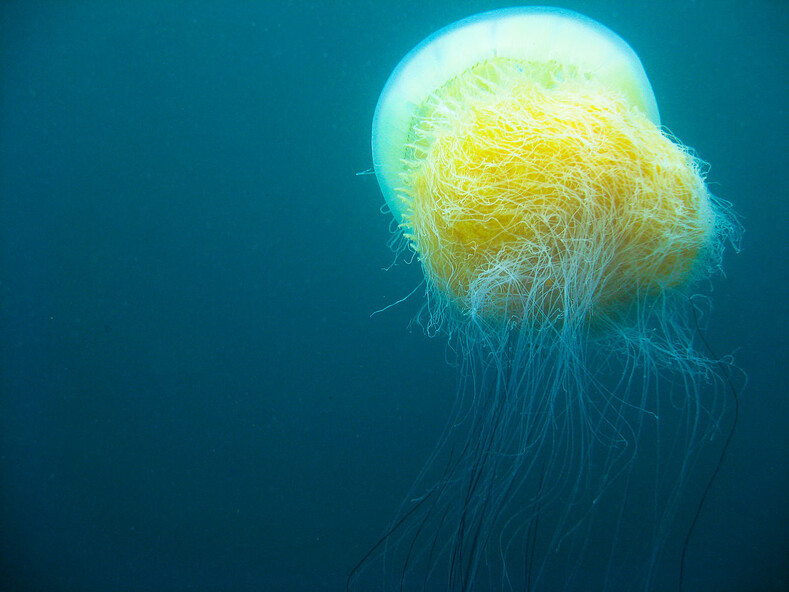 Нашествие гигантских медуз: они отравляют рыбу, жалят людей, переворачивают лодки и останавливают электростанции