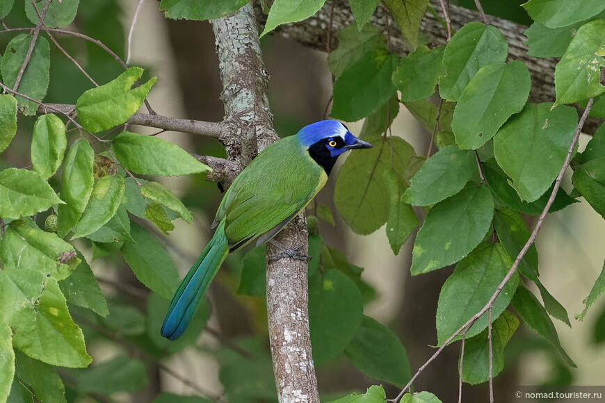 Юкатанская сойка, Cyanocorax yucatanicus yucatanicus, Yucatan Jay