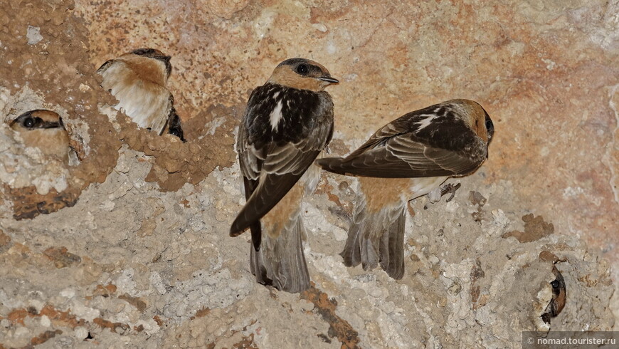 Пещерная горная ласточка, Petrochelidon fulva citata, Cinnamon-throated Swallow