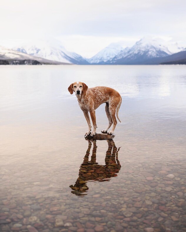 Собака-путешественница: вдохновляющие фото самого везучего пса на свете