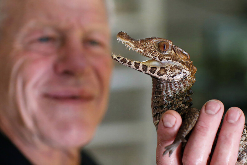 Мужчина поселил у себя дома 400 змей, ящериц, аллигаторов и других рептилий (фото не самых привлекательных «питомцев»)