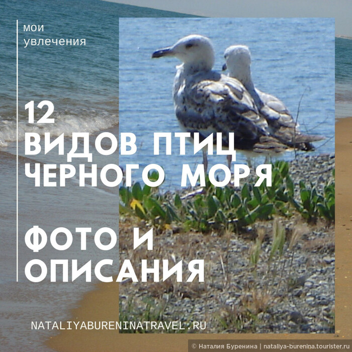 Птицы черноморского побережья