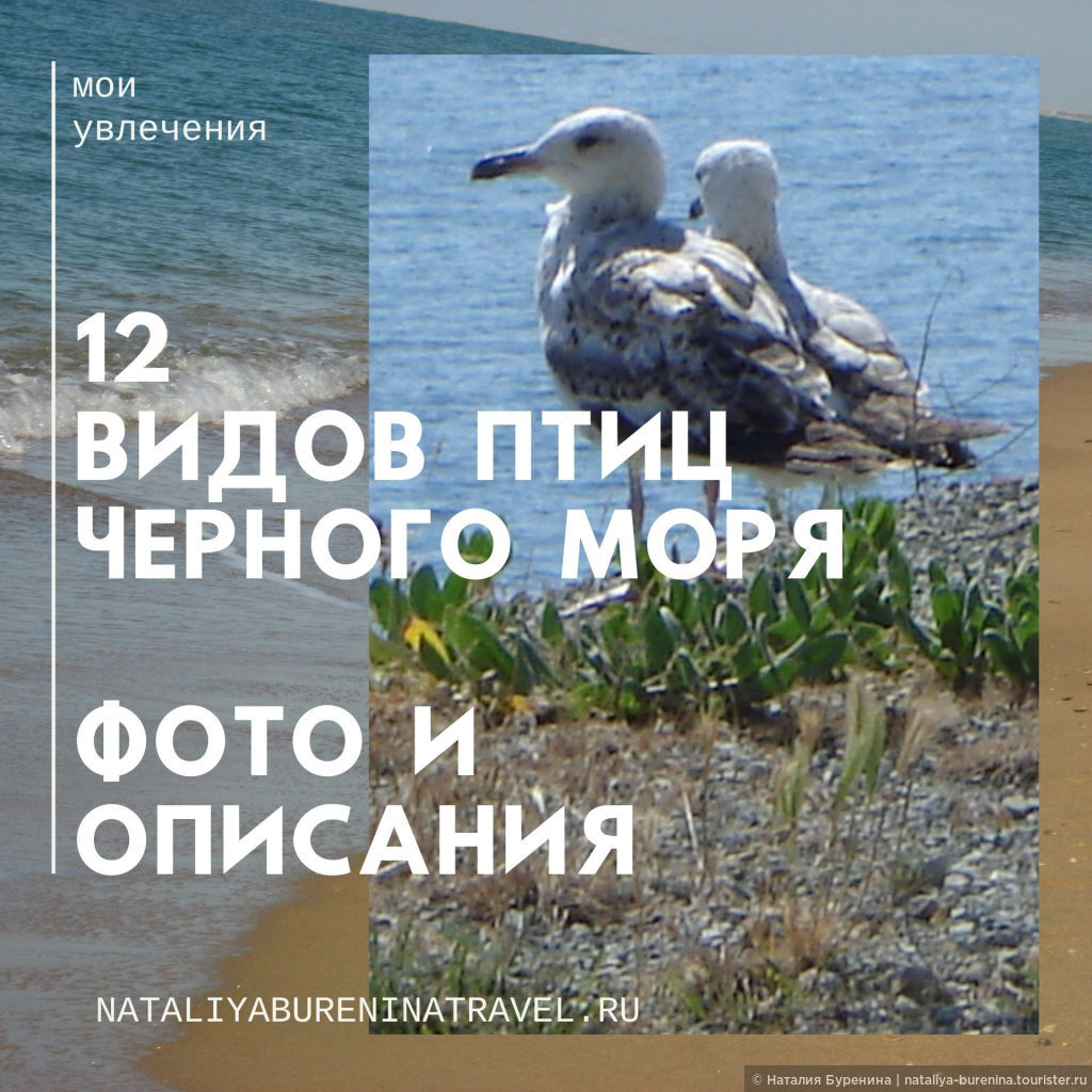 Птицы черного моря