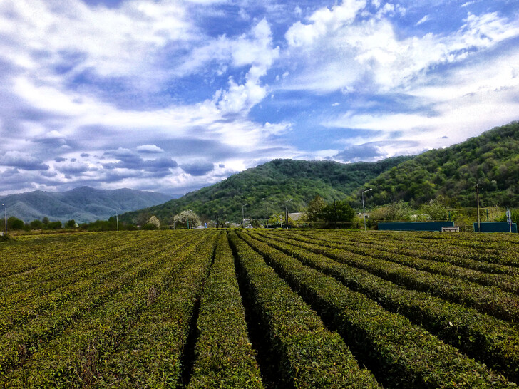 Чайные плантации в Солох-аул