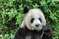 Панда в питомнике Чэнду
