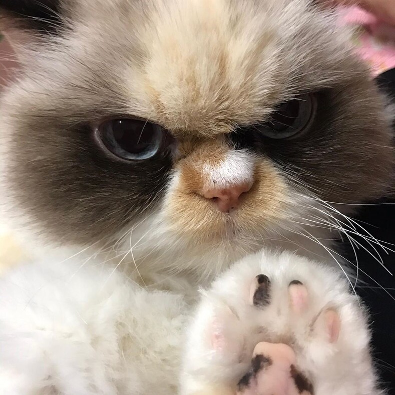 Новый Grumpy Cat: трогательная история кошки Meow Meow, ради которой хозяйке пришлось заложить свой дом