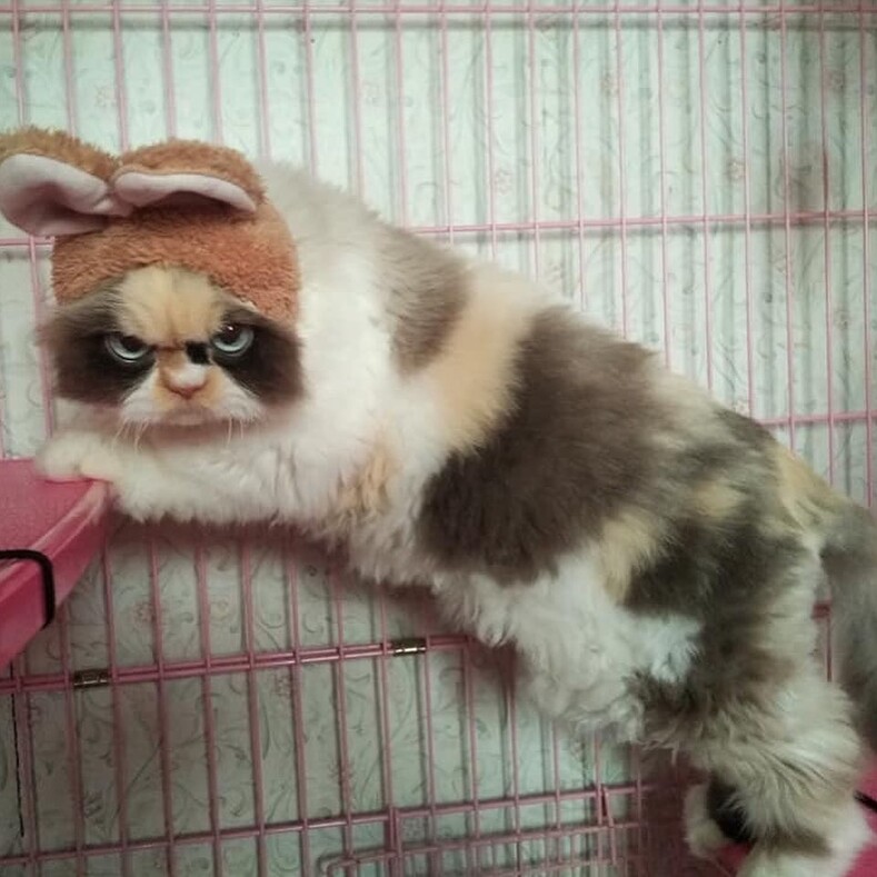 Новый Grumpy Cat: трогательная история кошки Meow Meow, ради которой хозяйке пришлось заложить свой дом