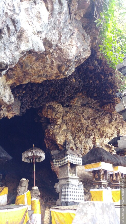 Живой ковёр из летучих мышей на потолке пещеры