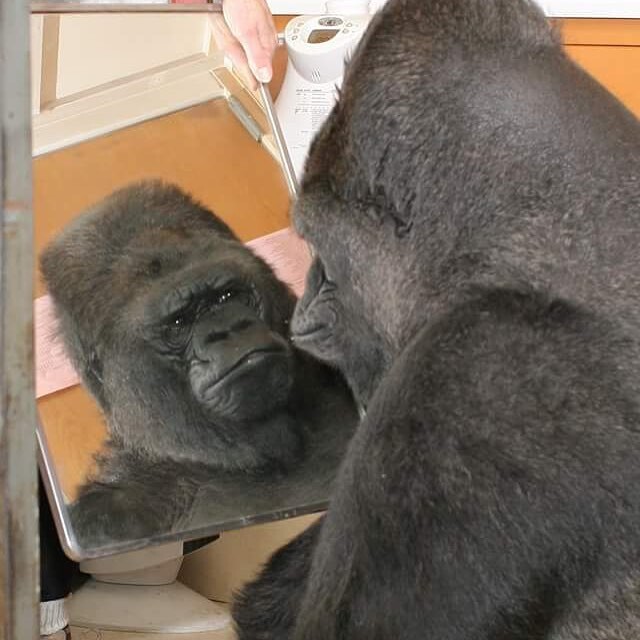 Удивительная Коко: как профессор Стенфордского университета научила гориллу разговаривать и понимать людей