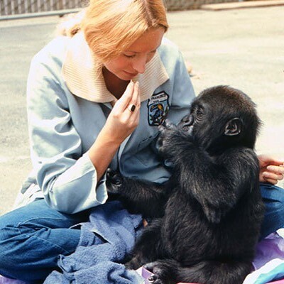 Удивительная Коко: как профессор Стенфордского университета научила гориллу разговаривать и понимать людей