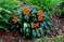 Тенерифе. Драконовые деревья и гигантские фикусы; пещерная деревня; заблудившиеся в горах; Адское ущелье