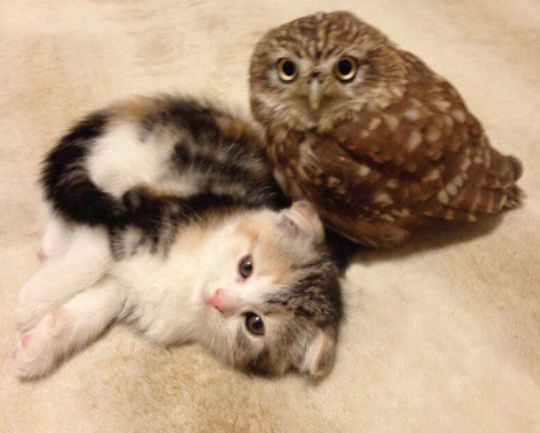 Почти человеческая дружба между совой Фуку и кошкой Маримо: фото, доказывающие, что иногда законы природы не работают