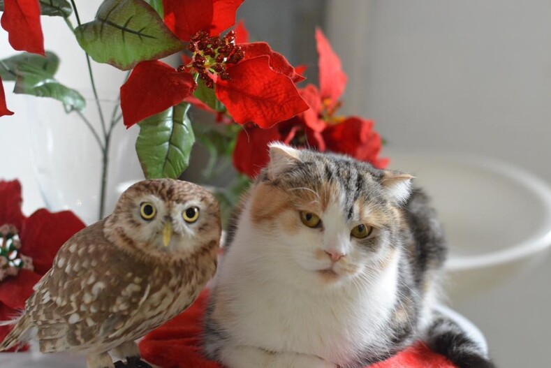 Почти человеческая дружба между совой Фуку и кошкой Маримо: фото, доказывающие, что иногда законы природы не работают