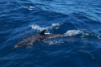 Экологи: в Крыму возросло число погибших дельфинов