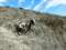 Горный козел на склоне вблизи нудистского пляжа