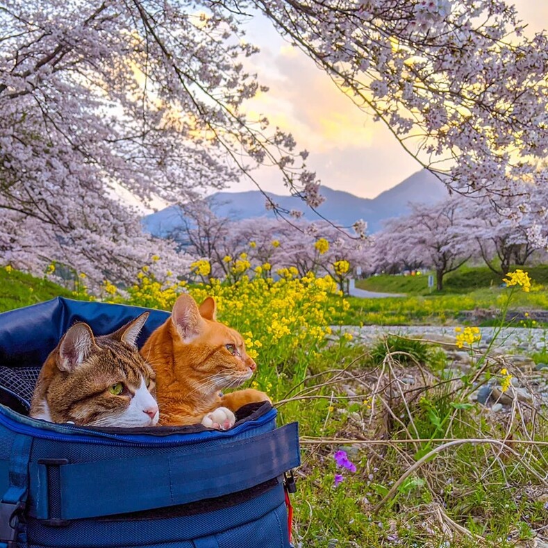 Он спас двух уличных котов и стал путешествовать с ними по Японии. За 9 лет они побывали в самых красивых уголках страны