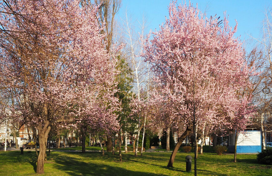 Цветущие деревья в сквере Жукова